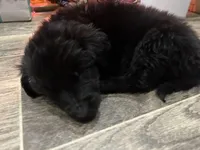 Zeus, a male Australian Cattle Dog and Labrador Retriever for sale in Pottstown, PA – Photo 3 of 5