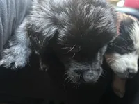 Zeus, a male Australian Cattle Dog and Labrador Retriever for sale in Pottstown, PA – Photo 4 of 5