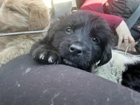 Zeus, a male Australian Cattle Dog and Labrador Retriever for sale in Pottstown, PA – Photo 5 of 5