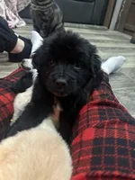 Zeus, a male Australian Cattle Dog and Labrador Retriever for sale in Pottstown, PA – Photo 2 of 5