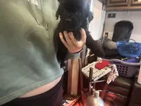 Zeus, a male Australian Cattle Dog and Labrador Retriever for sale in Pottstown, PA – Photo 1 of 5