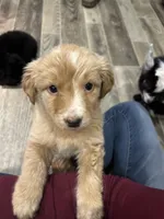 Reds, a female Bluetick Coonhound and Labrador Retriever for sale in Pottstown, PA – Photo 1 of 3