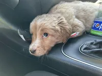 Reds, a female Bluetick Coonhound and Labrador Retriever for sale in Pottstown, PA – Photo 3 of 3