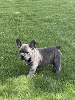 Jax, a male French Bulldog for sale in Canton, MA – 1 of 6