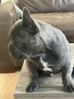 Jax, a male French Bulldog for sale in Canton, MA – 4 of 6
