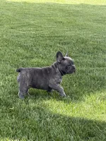 Jax, a male French Bulldog for sale in Canton, MA – 3 of 6
