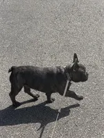 Jax, a male French Bulldog for sale in Canton, MA – 6 of 6