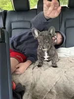 Jax, a male French Bulldog for sale in Canton, MA – 5 of 6