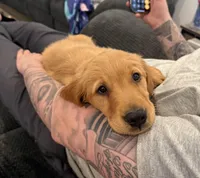 Duke, a male Golden Retriever for sale in Marana, AZ – Photo 4 of 5