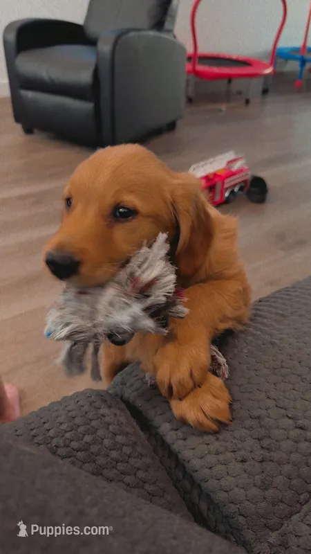 Duke – Golden Retriever puppy for sale in Marana, AZ