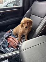 Duke, a male Golden Retriever for sale in Marana, AZ – Photo 5 of 5