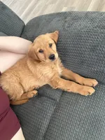 Duke, a male Golden Retriever for sale in Marana, AZ – Photo 3 of 5