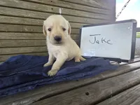 Jake , a male Golden Retriever for sale in Sumner, IL – 2 of 4