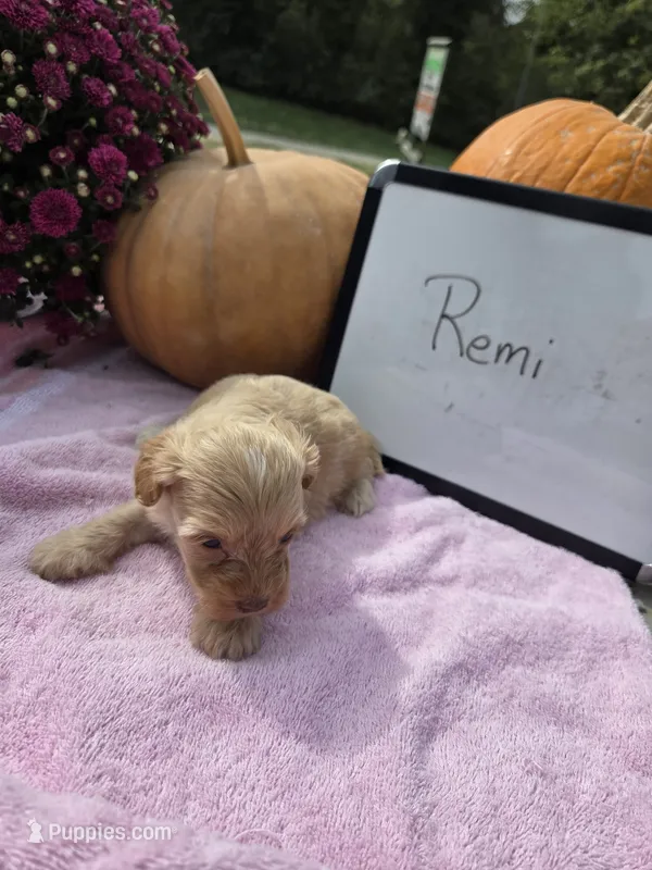 Remi – Cockapoo puppy for sale in Sumner, IL