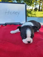 Honey, a female Boston Terrier for sale in Sumner, IL – Photo 2 of 3