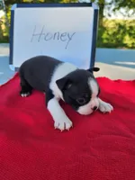 Honey, a female Boston Terrier for sale in Sumner, IL – Photo 1 of 3
