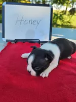 Honey, a female Boston Terrier for sale in Sumner, IL – Photo 3 of 3