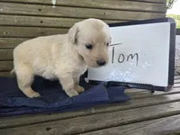 Tom, a male Golden Retriever for sale in Sumner, IL – 2 of 4