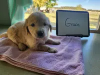 Grace, a female Golden Retriever for sale in Sumner, IL – Photo 1 of 3