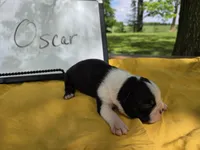 Oscar, a male Boston Terrier for sale in Sumner, IL – 2 of 3