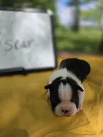 Oscar, a male Boston Terrier for sale in Sumner, IL – 3 of 3