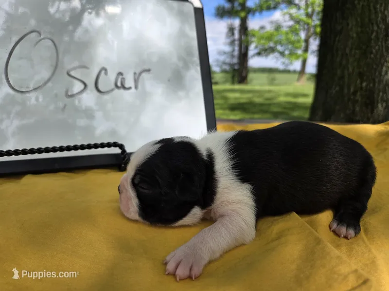 Oscar – Boston Terrier puppy for sale in Sumner, IL