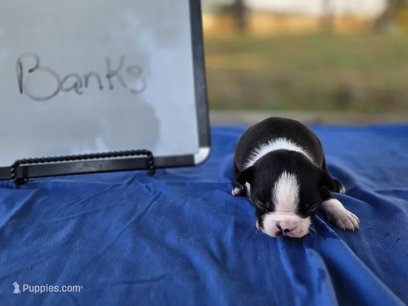 Banks, a male Boston Terrier for sale in Sumner, IL – 1 of 4