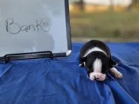 Banks, a male Boston Terrier for sale in Sumner, IL – 1 of 4