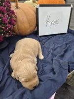 Knox, a male Golden Retriever for sale in Sumner, IL – 3 of 6