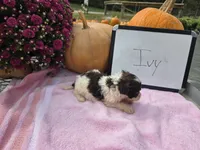 Ivy, a female Cockapoo for sale in Sumner, IL – 2 of 5