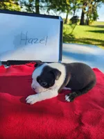 Hazel, a female Boston Terrier for sale in Sumner, IL – Photo 3 of 3