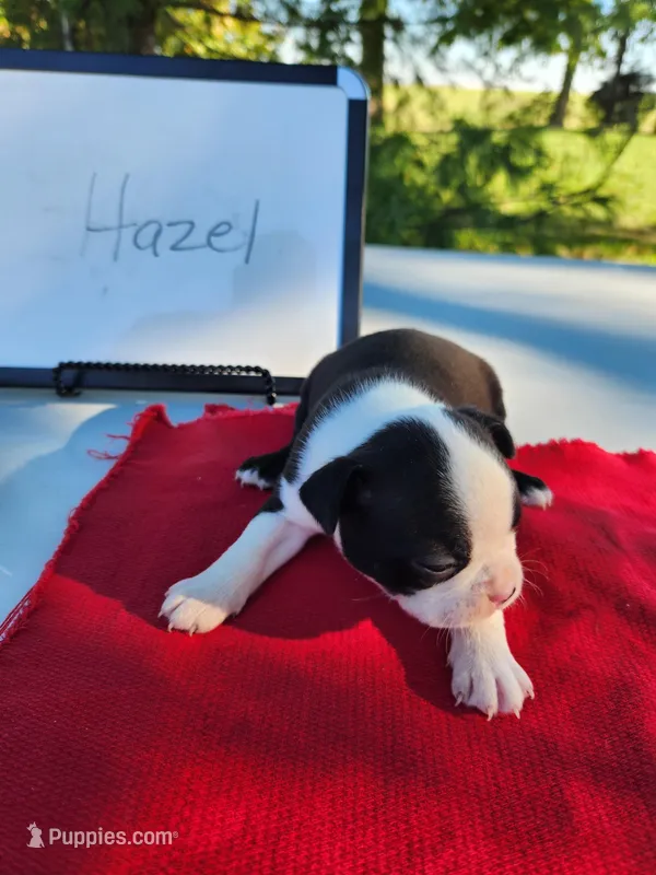 Hazel