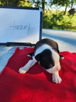 Hazel, a female Boston Terrier for sale in Sumner, IL – Photo 1 of 3
