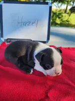Hazel, a female Boston Terrier for sale in Sumner, IL – Photo 2 of 3