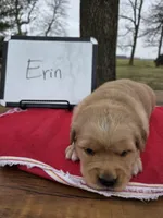 Erin, a female Golden Retriever for sale in Sumner, IL – Photo 1 of 3