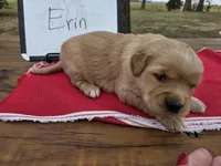 Erin, a female Golden Retriever for sale in Sumner, IL – Photo 3 of 3