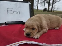 Erin, a female Golden Retriever for sale in Sumner, IL – Photo 2 of 3