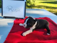 Rosie, a female Boston Terrier for sale in Sumner, IL – Photo 2 of 3