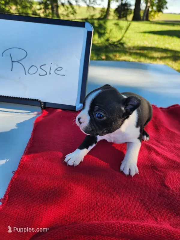 Rosie
