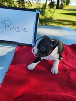 Rosie, a female Boston Terrier for sale in Sumner, IL – Photo 1 of 3