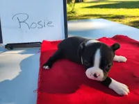 Rosie, a female Boston Terrier for sale in Sumner, IL – Photo 3 of 3