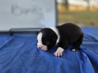 Banks, a male Boston Terrier for sale in Sumner, IL – 4 of 4