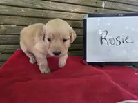 Rosie, a female Golden Retriever for sale in Sumner, IL – 2 of 4