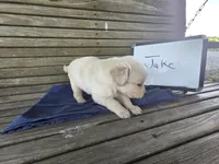 Jake , a male Golden Retriever for sale in Sumner, IL – 4 of 4