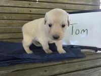 Tom, a male Golden Retriever for sale in Sumner, IL – 4 of 4