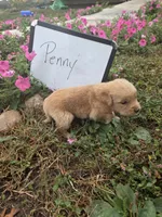 Penny, a female Golden Retriever for sale in Sumner, IL – 2 of 3