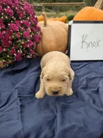 Knox, a male Golden Retriever for sale in Sumner, IL – 2 of 6