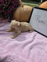 Remi, a female Cockapoo for sale in Sumner, IL – 2 of 3
