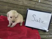 SADIE, a female Golden Retriever for sale in Sumner, IL – 2 of 4