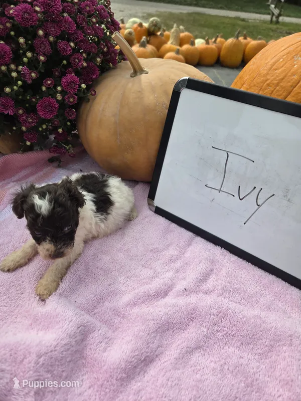 Ivy – Cockapoo puppy for sale in Sumner, IL